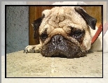 Mops, smutna, mordka