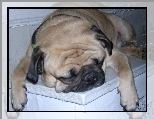 �pi�cy, Mops